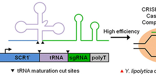 Synthetic RNA Polymerase III Promoters Facilitate High-Efficiency CRISPR–Cas9-Mediated Genome Editing in Yarrowia lipolytica
